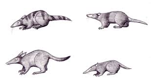 Image result for Malaxis schliebenii