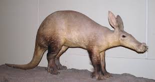 Erdferkel – Wikipedia