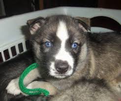 We have six beautiful purebred grey siberian husky pups left out of our eight pup litter! Akc Siberian Husky Puppy For Sale In Brighton Michigan Classified Americanlisted Com