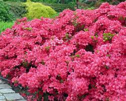 Es gibt rund 150 sorten von azaleen: Japanische Azaleen Pflanzen Pflegen Und Tipps Mein Schoner Garten