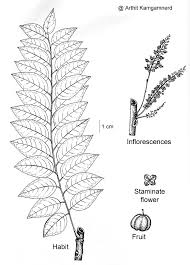 Image result for Phyllanthus beillei