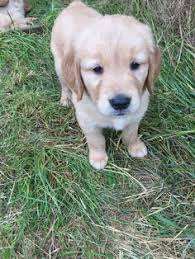 We are located on 8. 25 Champion Line Goldens Of Vermont Ideas Golden Retriever Puppies Retriever