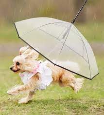 Pin On Regen