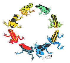 Poison Dart Frogs Dart Frog Frog Illustration Poison Dart Frogs