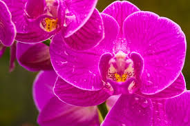 Beautiful Orchid Flowers Types Of Purple Flowers Types Of Orchids Orchid Flower