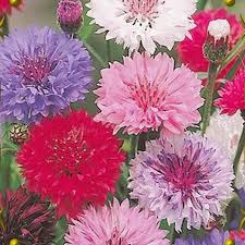 Pin On Beautiful Flowers