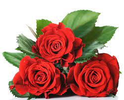 Florists Play A Huge Role In Making Life Colorful Wit Flowers And They Are Experts In Many Areas But The Flower Images Wallpapers Flower Images Beautiful Roses
