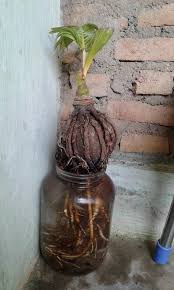 Cara Top Membuat Bonsai Kelapa Media Air Hydro Coco Bennisobekti Com