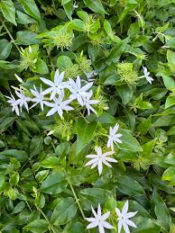 Image result for Jasminum multiflorum