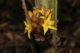 Image result for Curculigo latifolia