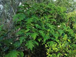 Image result for Solanum chrysotrichum