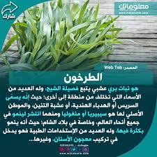 نبات الطرخون herbs
