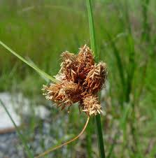 Image result for Bolboschoenus