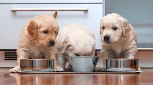 Not only does this provide the opportunity to feed your dog a rotating variety of quality diets, but it means you can easily find a great diet for. Best Dog Foods For Golden Retrievers Puppies Adults Seniors