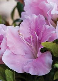 Autumn lilac™ rhododendron is a heat and cold tolerant plant with lavender flowers with darker purple freckles. Autumn Sweetheart Encore Azalea 1 Gallon Light Pink Flowers Dott Online Orchards