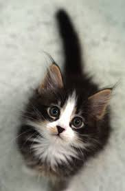 The only item in the whole book i did not fully agree with was the line stating maine coon kittens grow slowly. Kittens For Sale Near Eastbourne While Cute Animals And Nature My Kittens For Sale Near Me Ohio Tiere Katzenbabys Baby Katzen