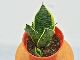 Place this cement faux snake plant planter anywhere in your home to create an indoor oasis. Snake Plant Www Daun Com My