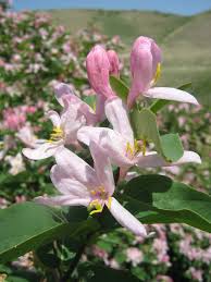 Image result for Lonicera