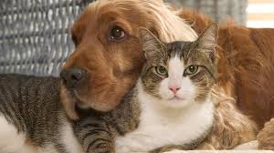 We did not find results for: Covid Will Your Pet Need A Coronavirus Vaccine Bbc News