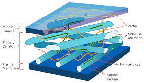 We did not find results for: Cell Wall Structure And Function
