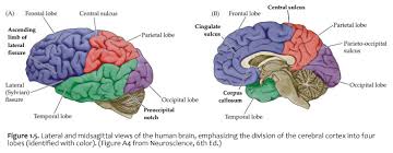 It is located in the head. Duke Neurosciences Lab 1 Surface Anatomy Of The Brain