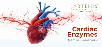 Cardiac Enzymes (Biomarkers) Types and Their Role in Diagnosing Heart  Conditions