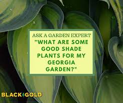 Pachysandra is a small genus of dwarf evergreen shrubs. Black Gold Flower Gardening Archives Page 16 Of 18 Black Gold