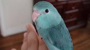 Blue Birds You Can Have As Pets 8 Top Blue Parrot Species To Keep As Pets Parrotlet Pacific Parrotlet Puffins Bird