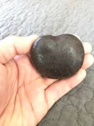 Image result for Entada gigas