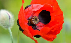 Papaver Commutatum Ladybird Poppy Ladybird Ladybug Poppy Ladybird Poppy Red Flowers Planting Poppies Papaver Annual Flowers