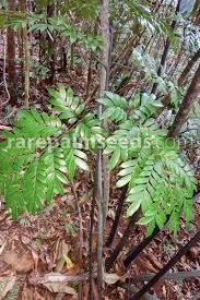 Image result for Ptisana