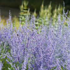 Image result for Perovskia atriplicifolia lacey blue photo