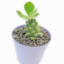 Image result for Monadenium rugosum