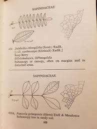 Image result for Pancovia golungensis