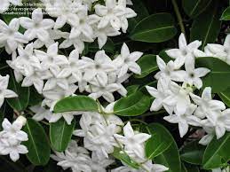 Hawaiian Wedding Plant Hawaiian Wedding Flower Stephanotis Wax Flower Stephanotis Jasmine Flower Jasmine Plant Flower Hedge