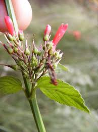 Image result for Russelia sarmentosa