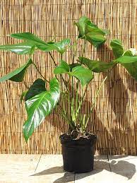 Xl Anthurium Big Splash Spectible X Watermaliense Plant In 6 Pot Plants Anthurium Anthurium Plant