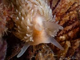 Image result for Aspidoglossum glabellum