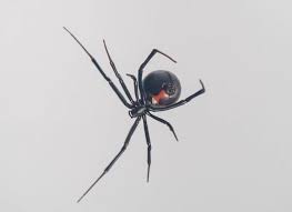 Your shoe can be a perfectly dark place for this spider to hide. Fresno Man Trying To Kill Black Widows With A Blowtorch Sets Parent S Home On Fire The Washington Post
