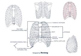 Rib cages are corpse parts that are used to obtain the base forms of part 7 stands. Rib Cage Vektor 118721 Vektor Kunst Bei Vecteezy