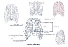 See more ideas about rib cage, anatomy, anatomy art. Rib Cage Vektor 118721 Vektor Kunst Bei Vecteezy