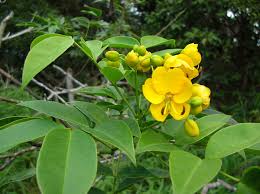 Image result for Senna floribunda