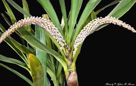 Image result for Microcoelia koehleri