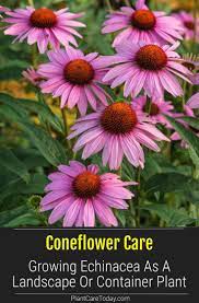 Coneflower Care Growing Echinacea As A Landscape Or Container Plant Plants Container Plants Echinacea