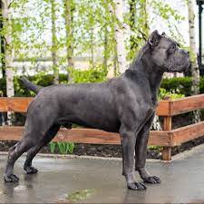 Our cane corso puppies for sale are powerful, courageous, and dignified companions. Akella 6 Years Old Cane Corso Canecorso From Texas Raymondesutton23 Cane Corso Dog Corso Dog Italian Dogs