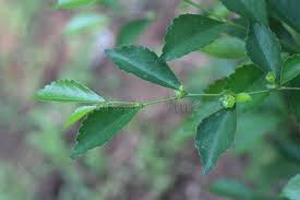 Image result for Streblus