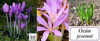 Ocún (colchicum) je rod jednoděložných rostlin z čeledi ocúnovité (colchicaceae). Ocun Jesenni Ucinky Na Lidsky Organismus Priznaky Otravy Bylinky Pro Vsechny