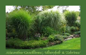 Check spelling or type a new query. Ornamental Grasses Their Companions 2