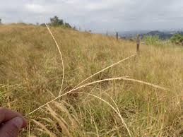 Image result for Digitaria natalensis