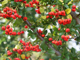 Maybe you would like to learn more about one of these? Are Pyracantha Berries Poisonous